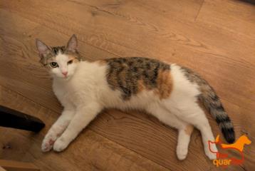 Foto Animale