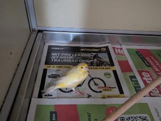 Foto Animale