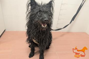 Foto Animale