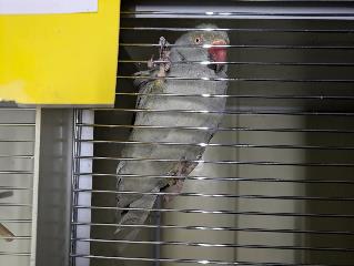 Foto Animale