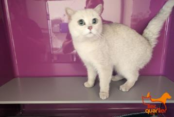 Foto Animale