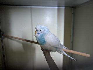 Foto Animale