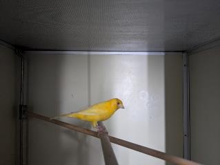 Foto Animale