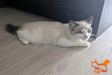 Foto Animale