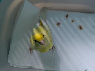 Foto Animale