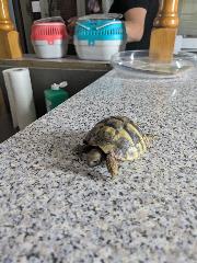 Foto Animale
