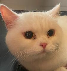 Foto Animale