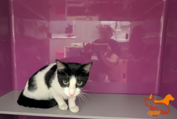 Foto Animale