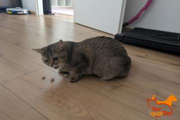 Foto Animale