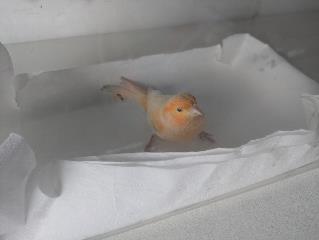 Foto Animale