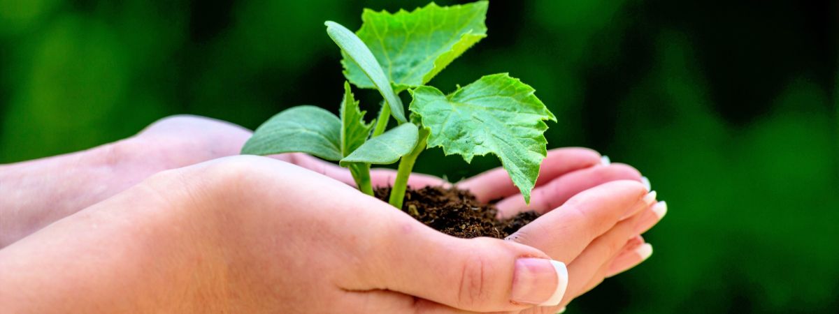 copyright: Bilderbox.com/Erwin Wodicka 2 Hände halten einen junge Pflanze