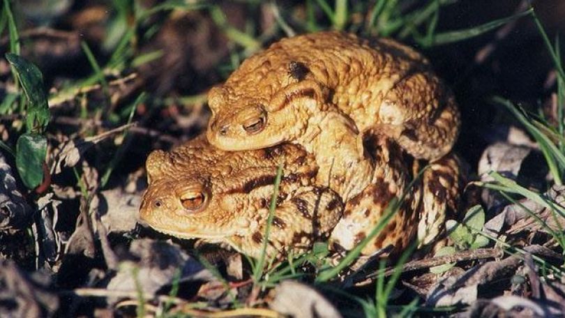 copyright: MA 22 - Dr. Juergen Rienesl Zwei Erdkröten bei der Paarung