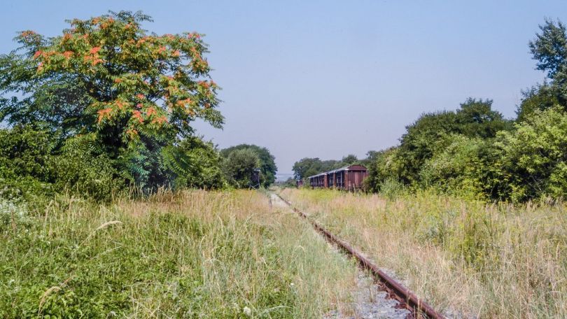 Wiese mit einem alten Bahngleis und blühenden Bäumen und Sträuchern