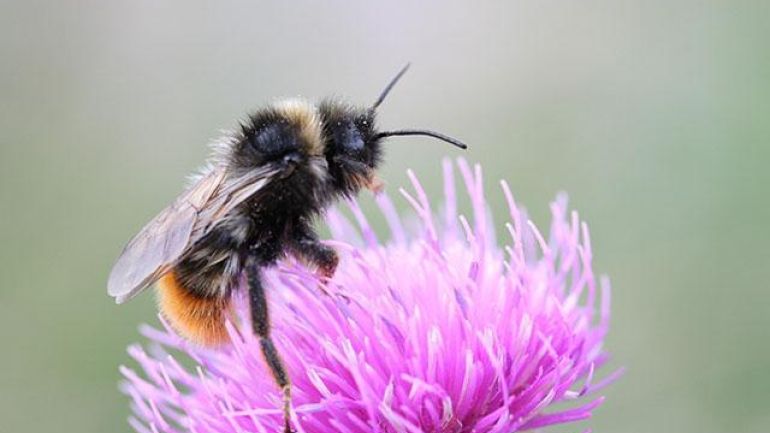 Hummel auf einer Blüte