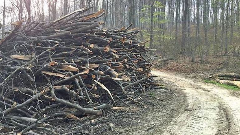 aufeinander gestaplelte Baumstämme nach Baumfällungen