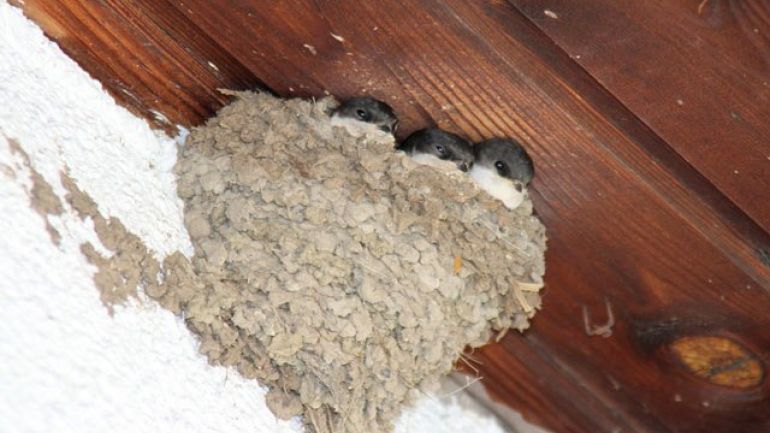 copyright: Manfred Pendl Der Nachwuchs der Mehlschwalbe, wenige Tage vor ihrem großen Moment, dem ersten Ausflug.