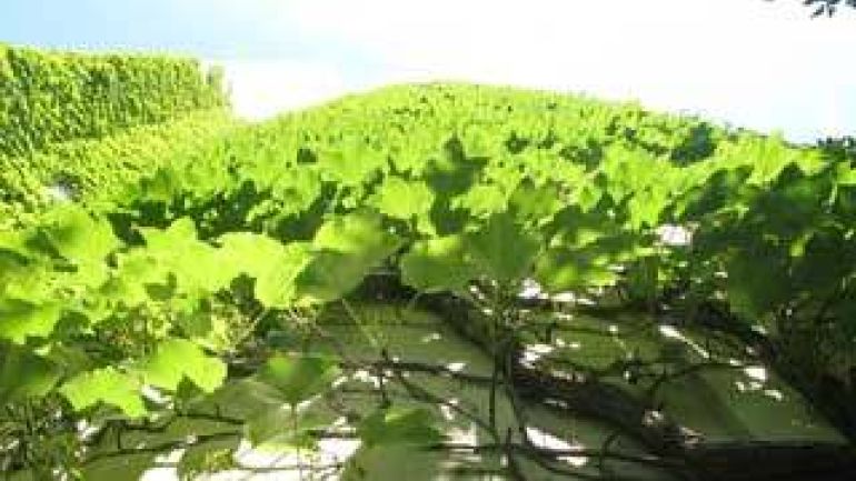 copyright: Jürgen Preiss, MA 22 Fassadenbegrünung mit einer Mauerkatze (Veitschii) an einem Bürogebäude