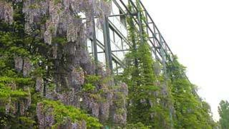 copyright: Jürgen Stanzer, MA 22 Fassadenbegrünung mit Glyzinien auf einem Rankgerüst