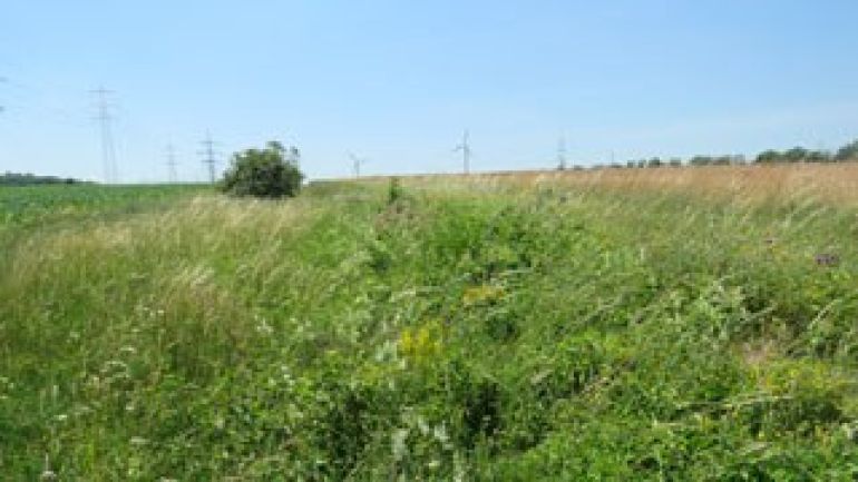 Weitgehend naturbelassene Ackerfläche