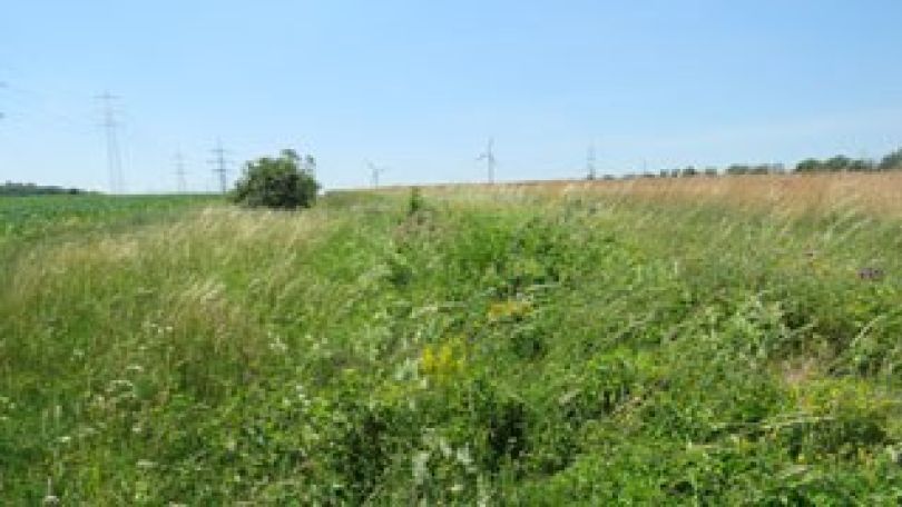 Weitgehend naturbelassene Ackerfläche