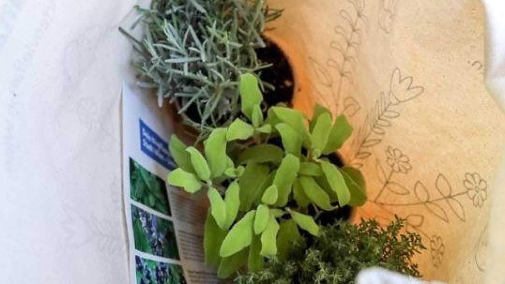Papiersackerl mit 3 verschiedenen Pflanzen und Informationsblatt