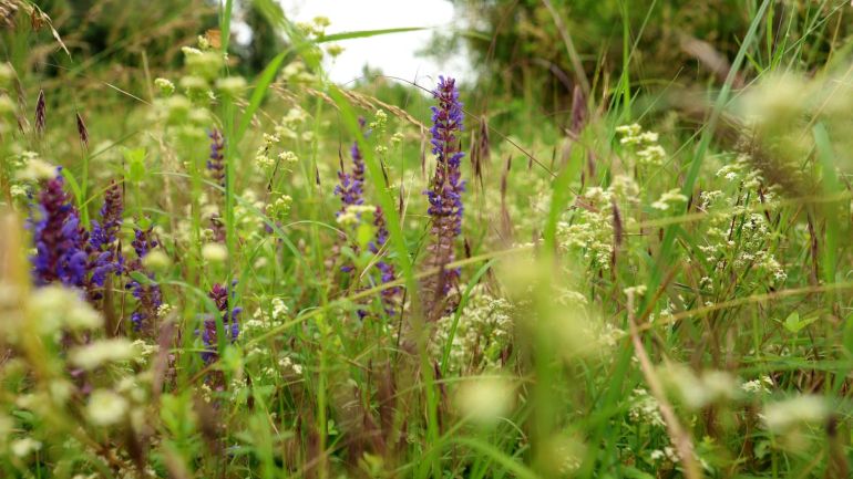 Blumenwiese, im Hintergrund Bäume und Sträucher.