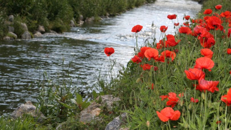 Bach mit seitlich Mohnblumen und Wiese.