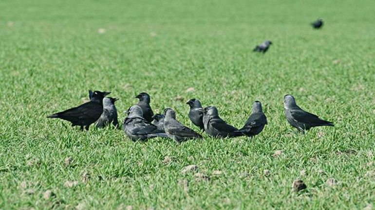 Schwarze Vögel auf Wiese