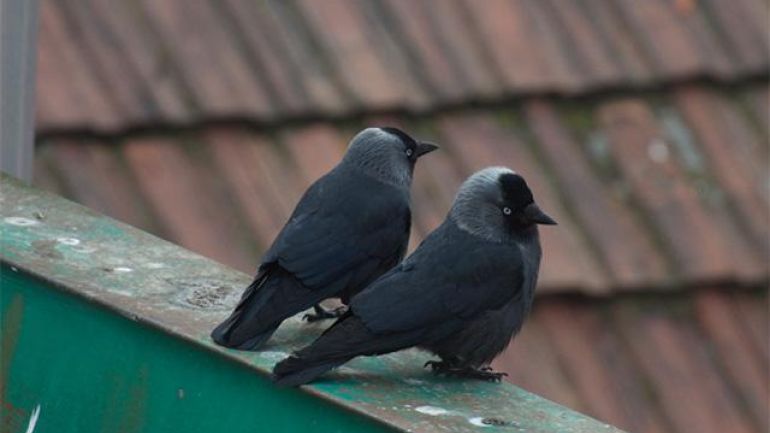 Schwarzer Vogel auf Dach
