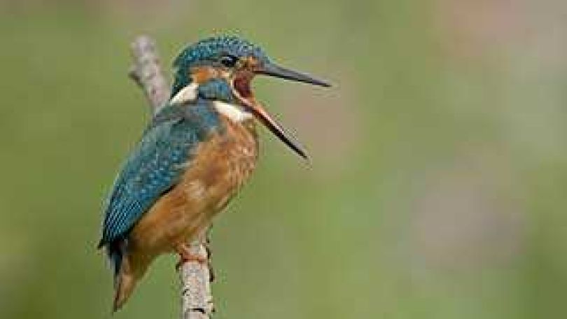 Eisvogel auf einem Zweig sitzend