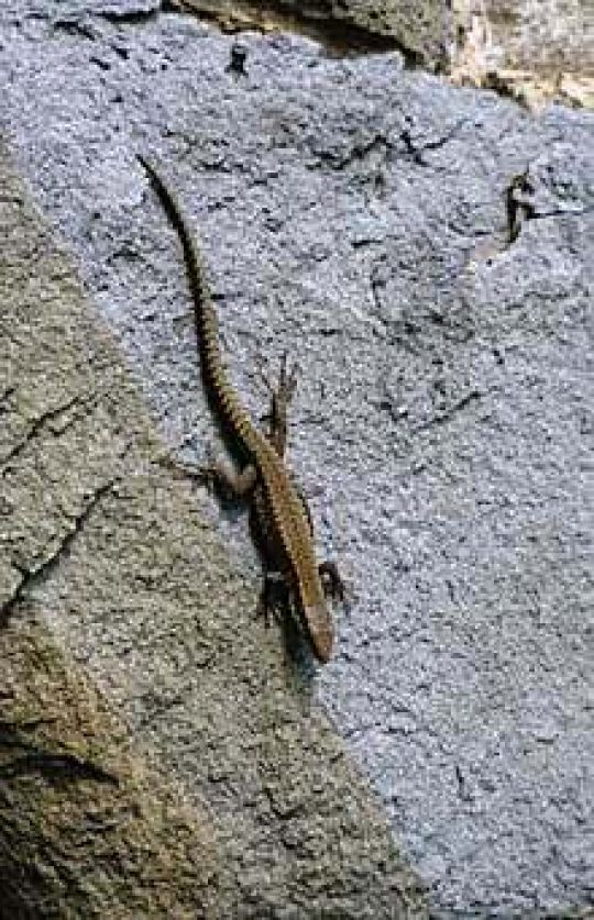 Mauereidechse auf einem Felsen