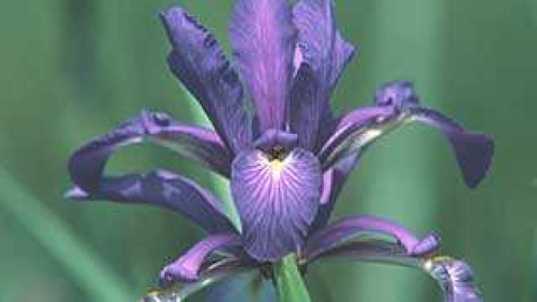 copyright: Peter Buchner Sibirische Schwertlilie