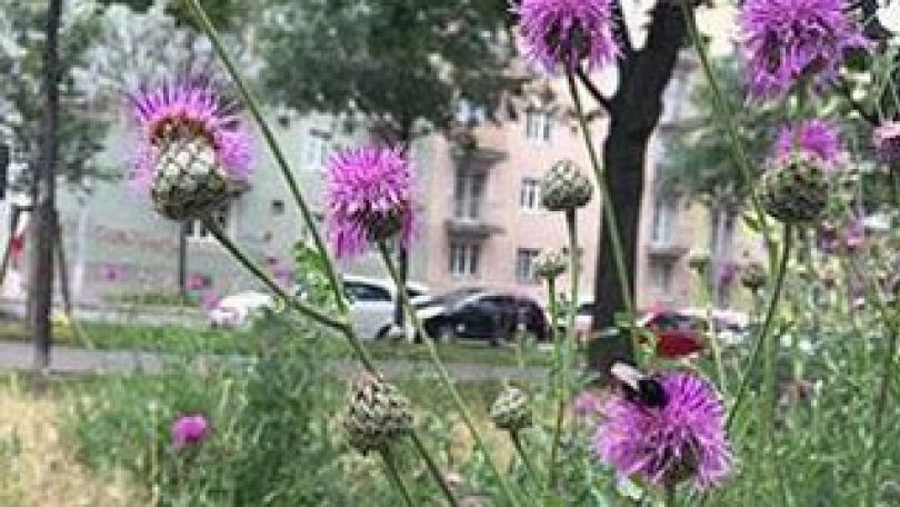 Naturnahe Wiese in der Stadt