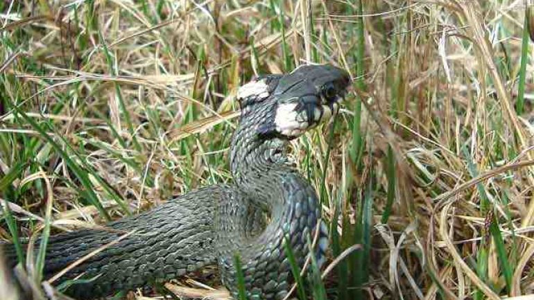 Ringelnatter im Gras