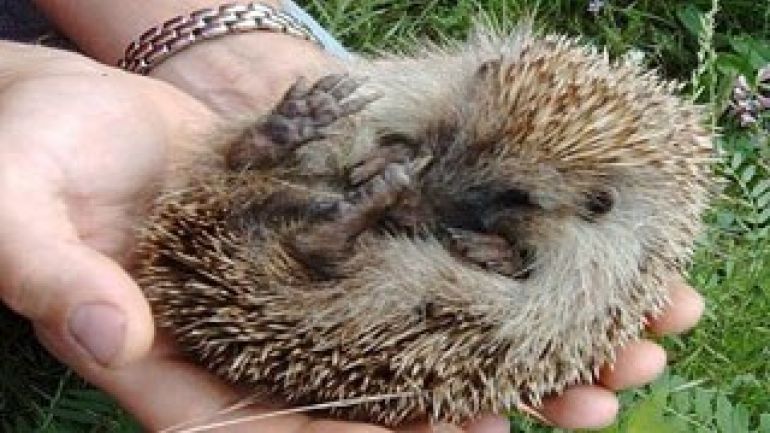 copyright: Monika Fiby ein eingerollter Igel in einer Menschenhand