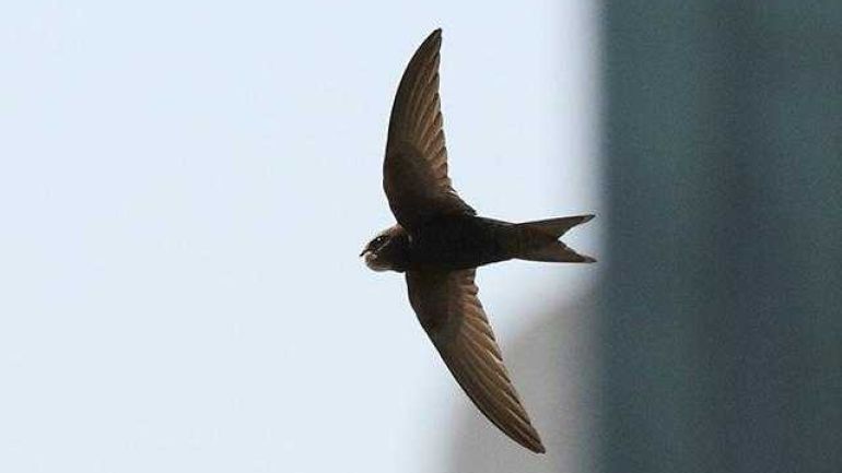 Mauersegler im Flug: Der mit Futter gefüllte Kehlsack ist erkennbar.