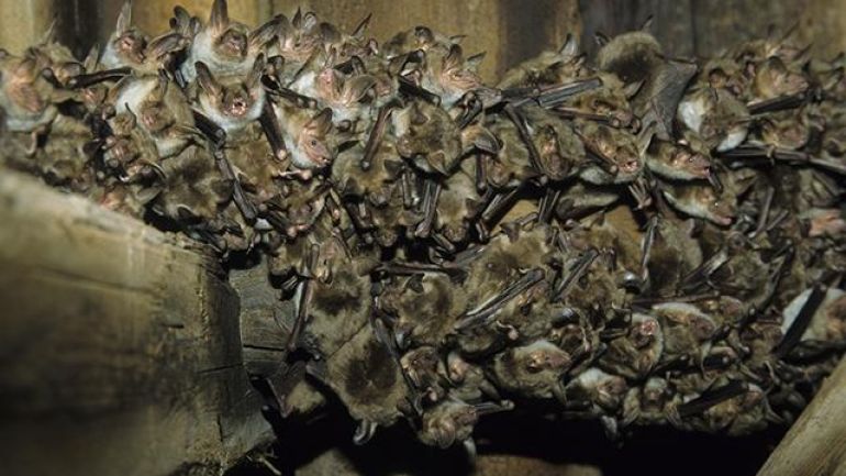 copyright: Dietmar Nill - www.dietmar-nill.de Wochenstube des Großen Mausohrs auf einem stillen Dachboden