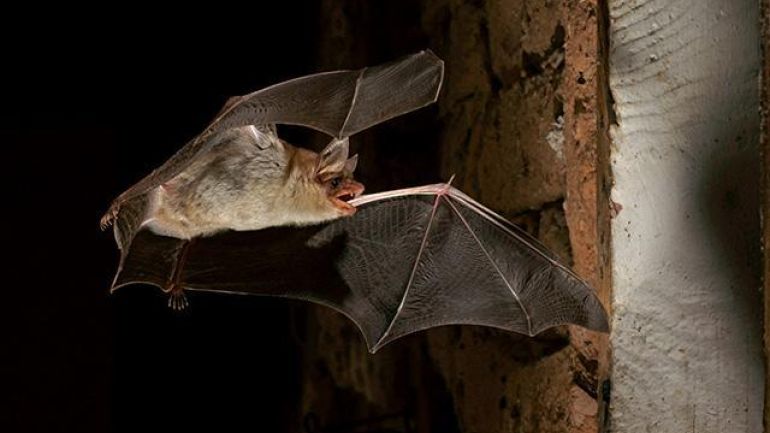 copyright: Marko König - https://koenig-naturfotografie.jimdo.com/ Großes Mausohr im Flug