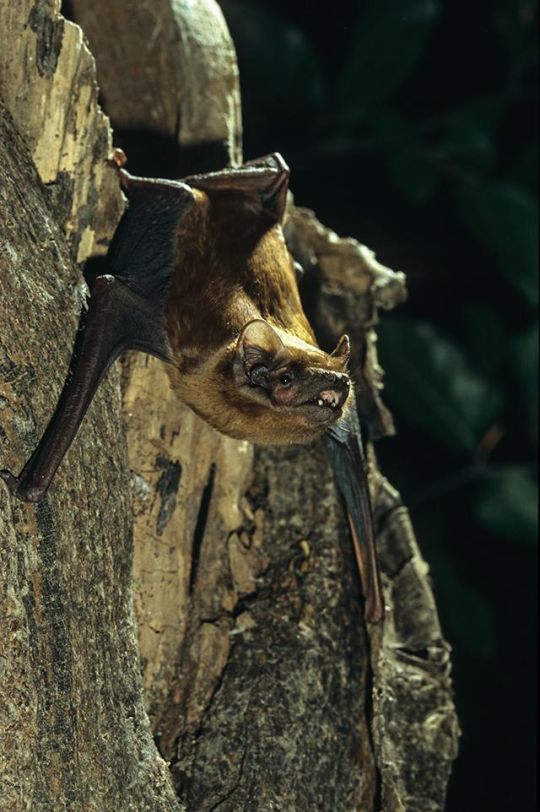 copyright: Torsten Pröhl - www.fokus-natur.de Großer Abendsegler (Nyctalus noctula) am Quartierbaum.