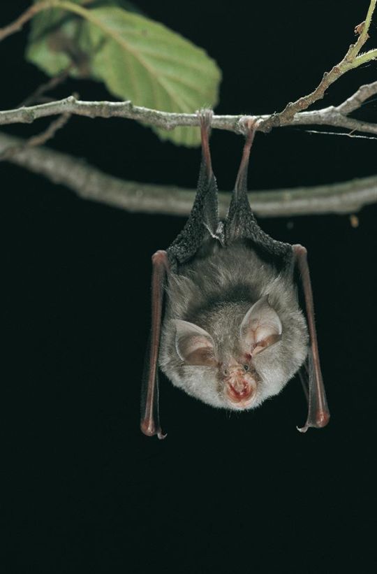 copyright: Dietmar Nill - http://www.dietmar-nill.de Kleine Hufeisennase an einem Zweig hängend