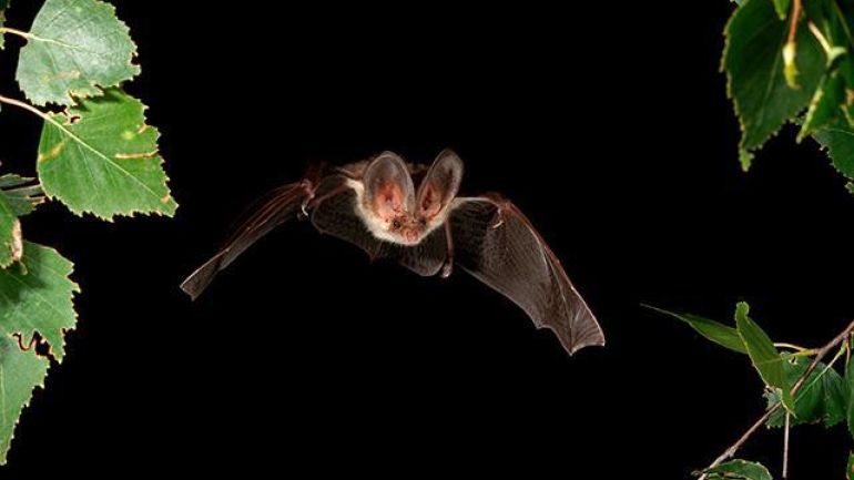 copyright: Marko König - https://koenig-naturfotografie.jimdo.com Braunes Langohr im Flug