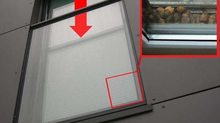 copyright: Ulrich Hüttmeir / DI Ferdinand Schmeller, MA 22 Fledermäuse in der Falle zwischen Fenster und Fensterabdeckung