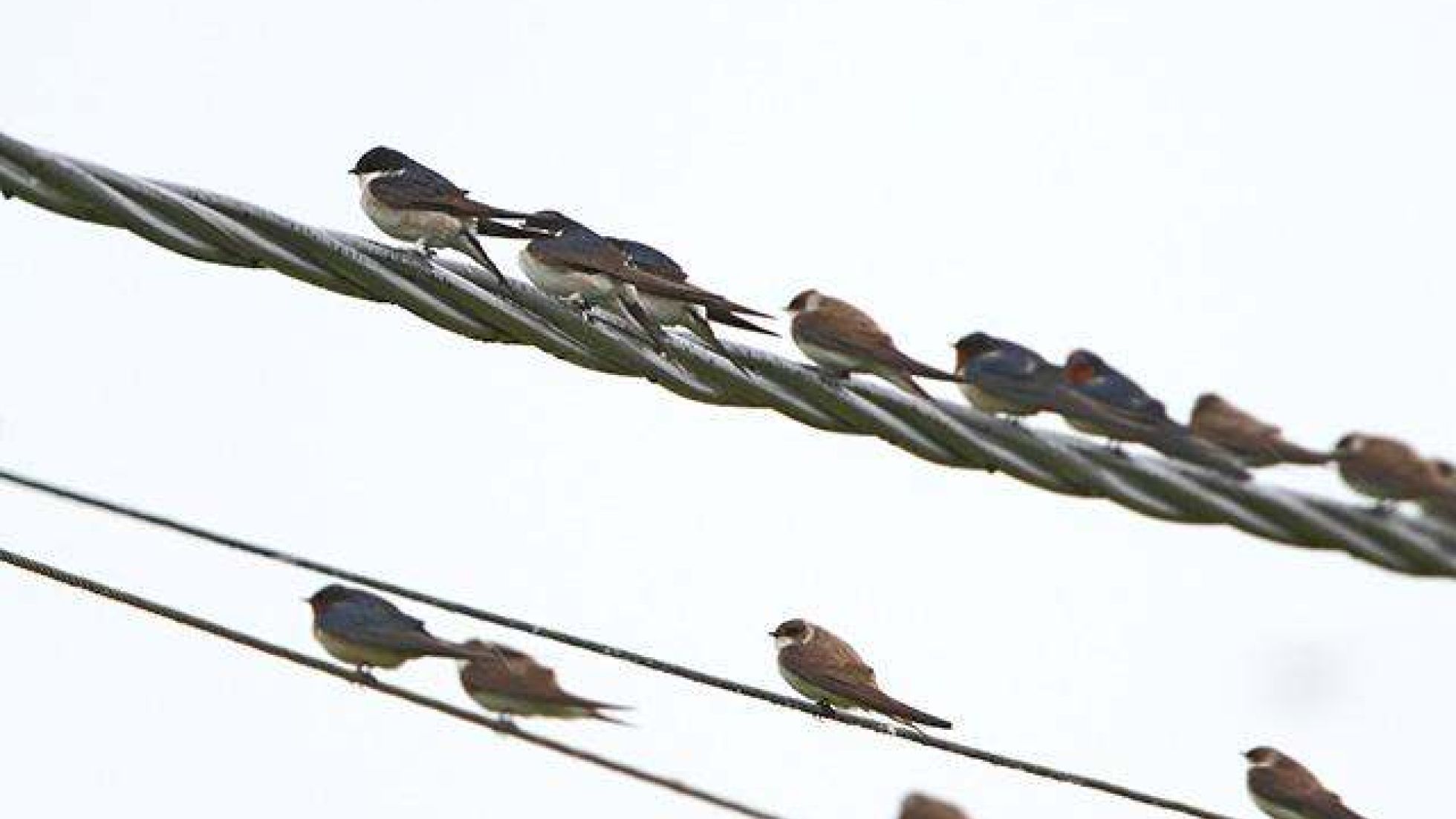 copyright: Wolfgang Trimmel Mehlschwalben (zum Beispiel oben links) neben Uferschwalben (unten rechts) und Rauchschwalben (unten links)