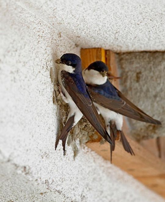 copyright: Wolfgang Trimmel Mehlschwalben-Pärchen beim Nestbau an einer Fassade neben einem Kunstnest