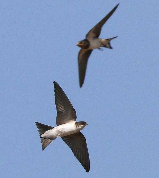 copyright: DI Ferdinand Schmeller Eine Mehlschwalbe und dahinter eine Rauchschwalbe im Flug.