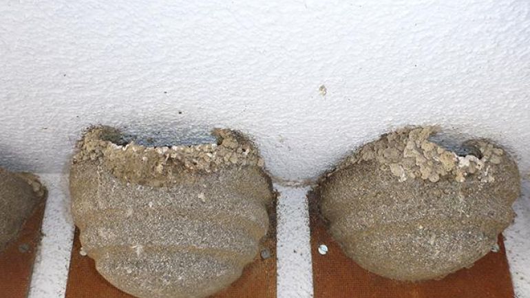 copyright: DI Dr. Dipl.-Päd. Manfred Pendl Kunstnester für Mehlschwalben. Das Einflugloch haben die Vögel mit Lehm verkleinert.