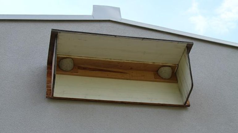 copyright: DI Dr. Dipl.-Päd. Manfred Pendl Kunstnester von Mehlschwalben