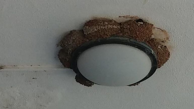 copyright: DI Ferdinand Schmeller Eine Mehlschwalbenkolonie unter einem großen Vordach unter Deckenlampen.