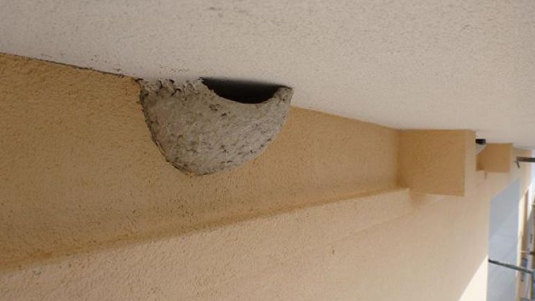 copyright: DI Dr. Dipl.-Päd. Manfred Pendl Kunstnester direkt in den Verputz integriert. Die Leiste unterhalb der Kunstnester erleichtert den Vögeln den Nestbau.