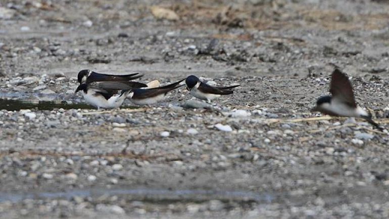 copyright: Wolfgang Trimmel Schwalben sammeln Nistmaterial